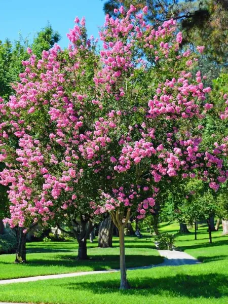 Twilight Crepe Myrtle